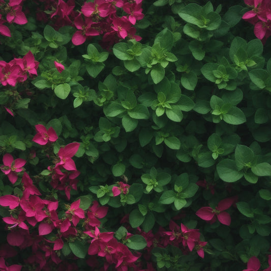 The Use And Benefits of Oregano