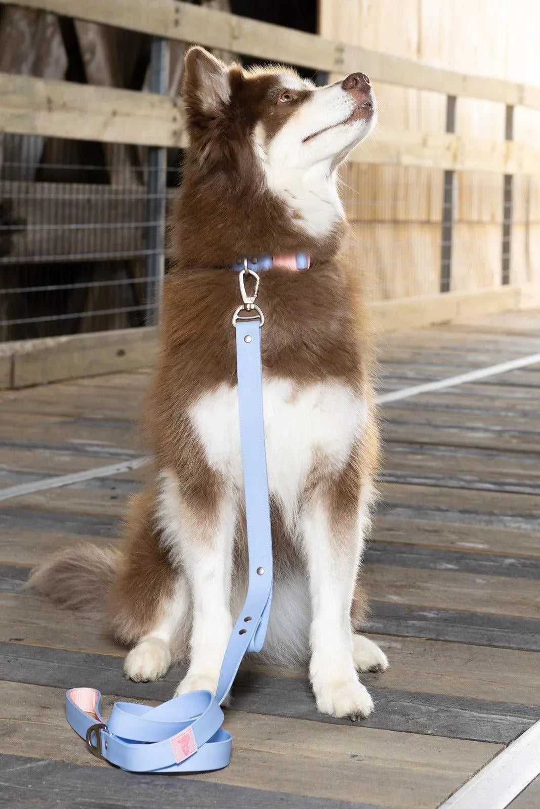 Collar Blue Sky Orchid Waterproof Dog Collar CO24BS01 29 $ Shop All Aria the Fox Stew's Incense