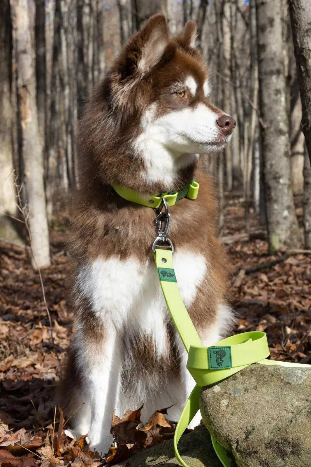 Leash Mossy Pine Waterproof Leash LE24MP01 39 $ Aria the Fox Stew's Incense