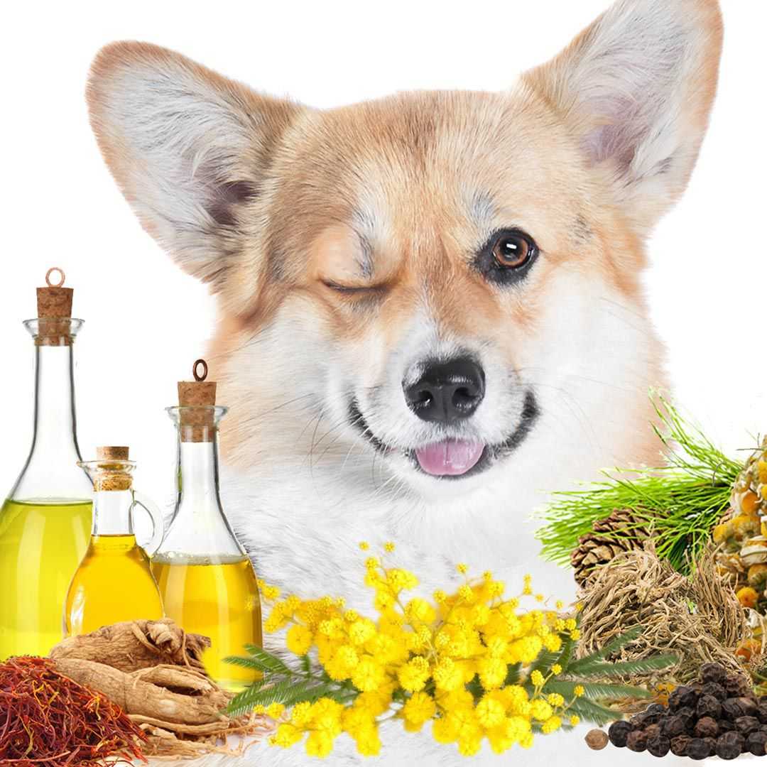 Cologne First Sniff Dog Cologne - Your First Sniff Stays on My Mind sku-12192587120741 11 $ Pet Lovers Store The Blissful Dog Stew's Incense