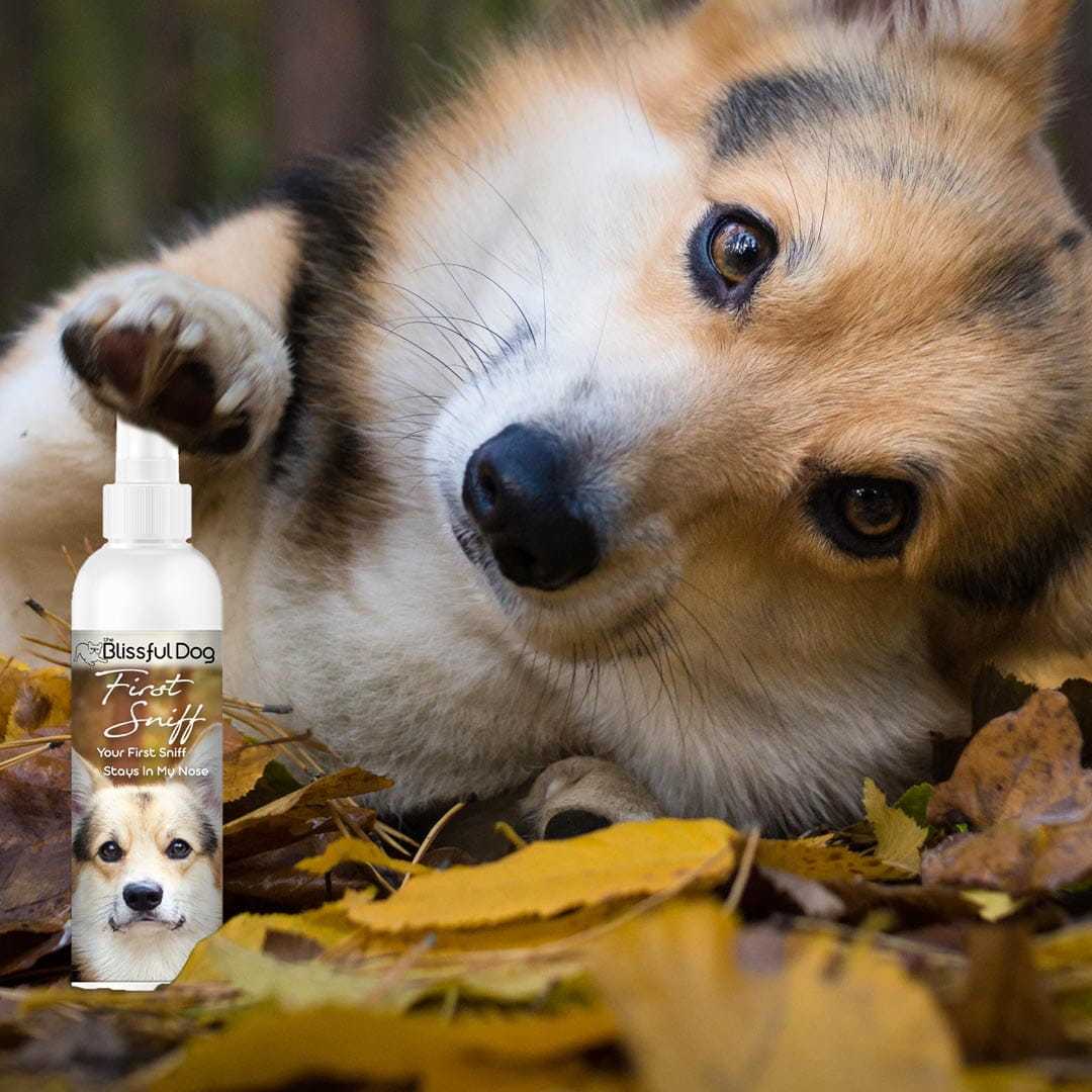 Cologne First Sniff Dog Cologne - Your First Sniff Stays on My Mind sku-12192587120741 11 $ Pet Lovers Store The Blissful Dog Stew's Incense