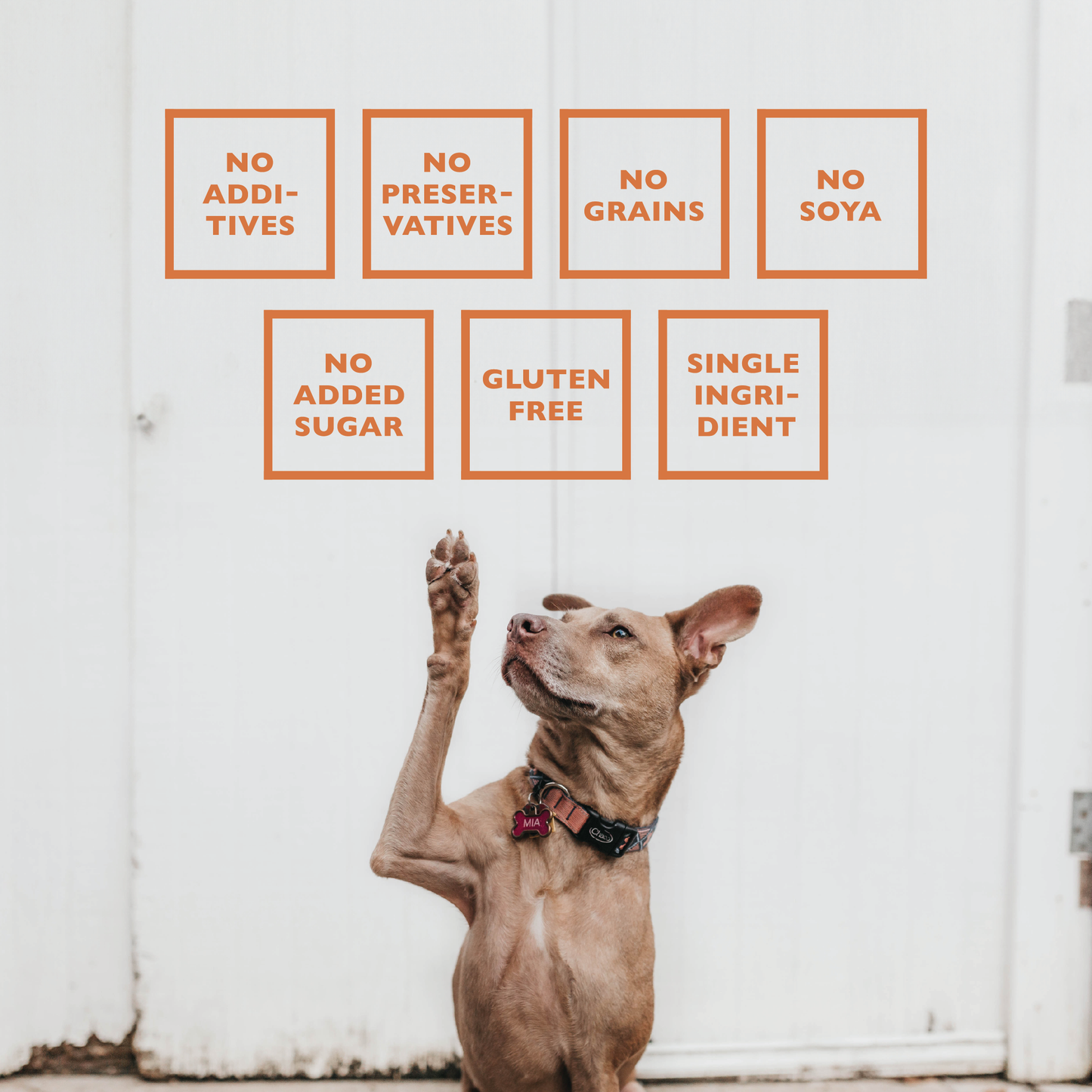 Dog Chews BAFFS NATURALS All-Natural Premium Lamb Trachea Dog Chews – 2 Pack (10 Chews Each) PCK6006-10P 19 $ American Pet Supplies Stew's Incense