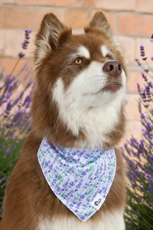 bandana Lavender Blooms Dog Bandana BD24LB01 14 $ Shop All Aria the Fox Stew's Incense