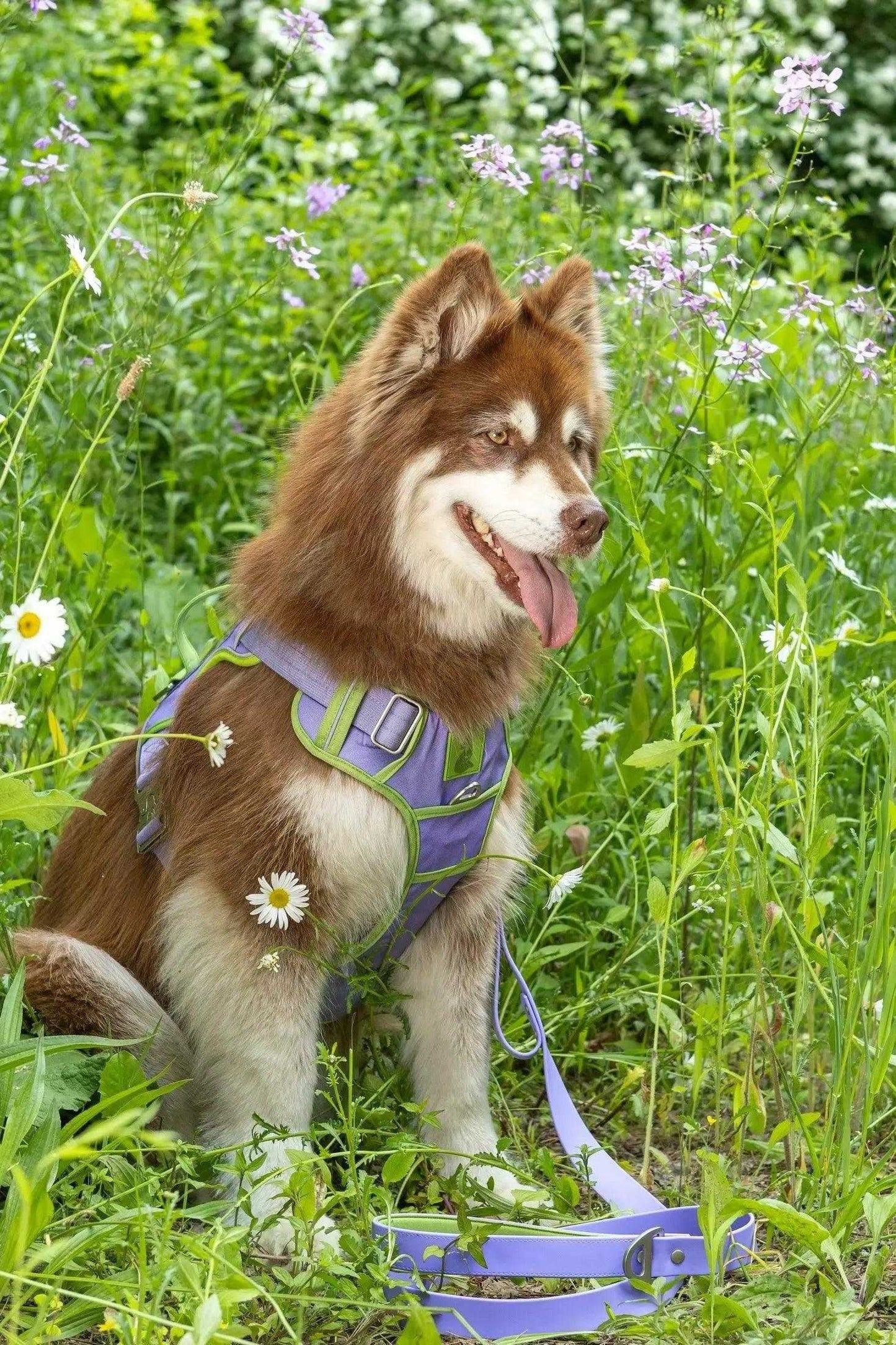 Harness Lavender Garden Ultimate Dog Harness HA24LG01 49 $ Shop All Aria the Fox Stew's Incense