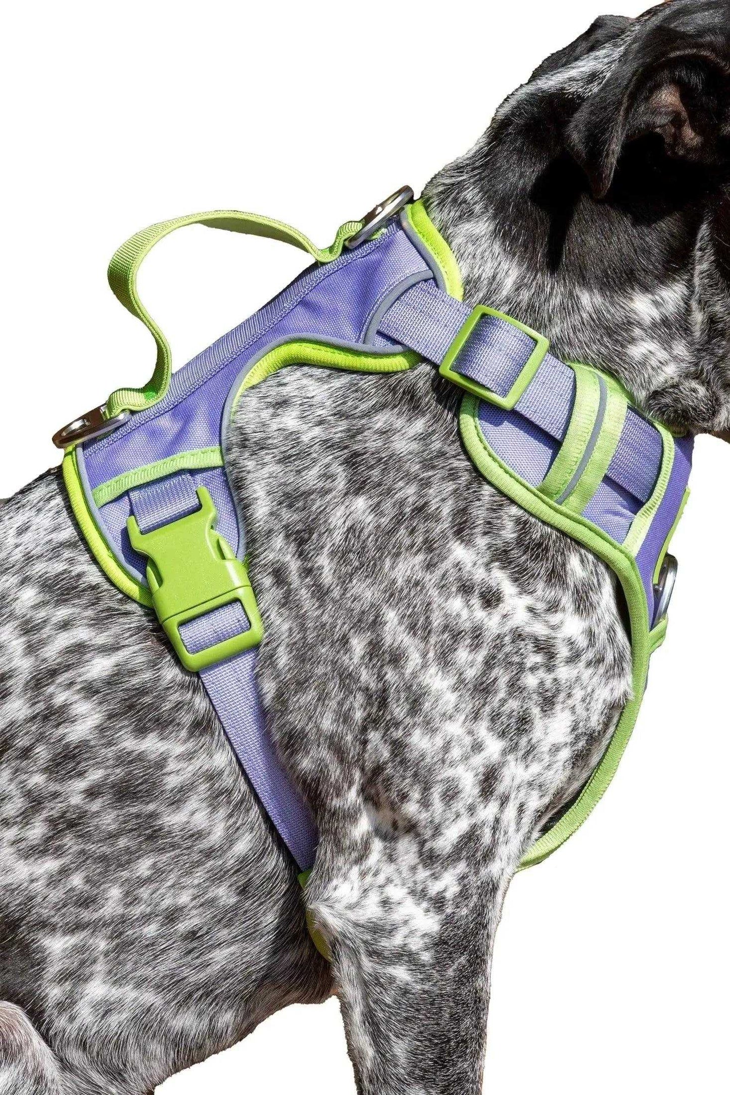 Harness Lavender Garden Ultimate Dog Harness HA24LG01 49 $ Shop All Aria the Fox Stew's Incense