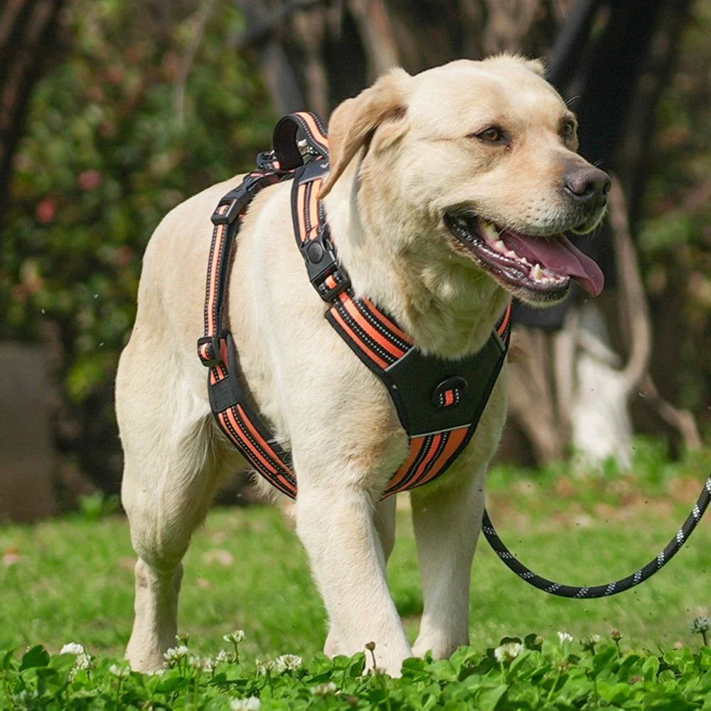 Big Dog Harness Durable Safe and Ready