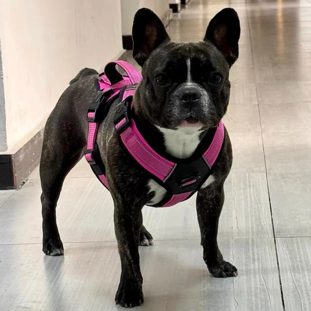 Big Dog Harness Durable Safe and Ready