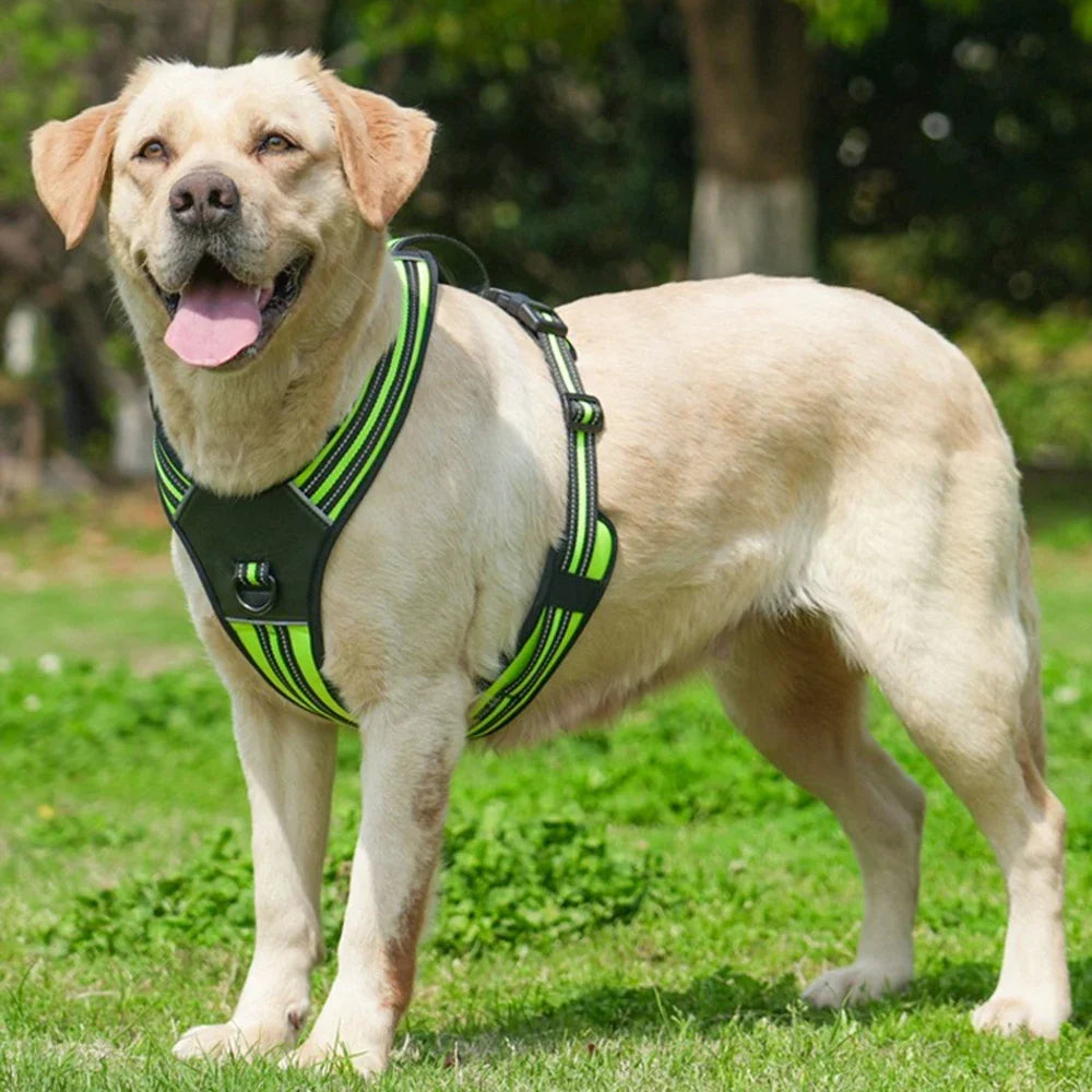 Big Dog Harness Durable Safe and Ready