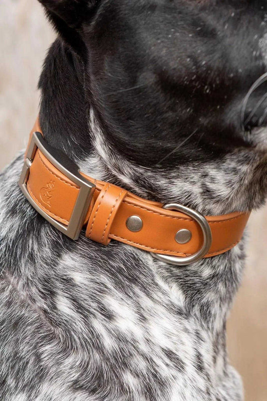 Collar Sierra Sunrise Vegan Leather Dog Collar VC24SI01 29 $ Shop All Aria the Fox Stew's Incense