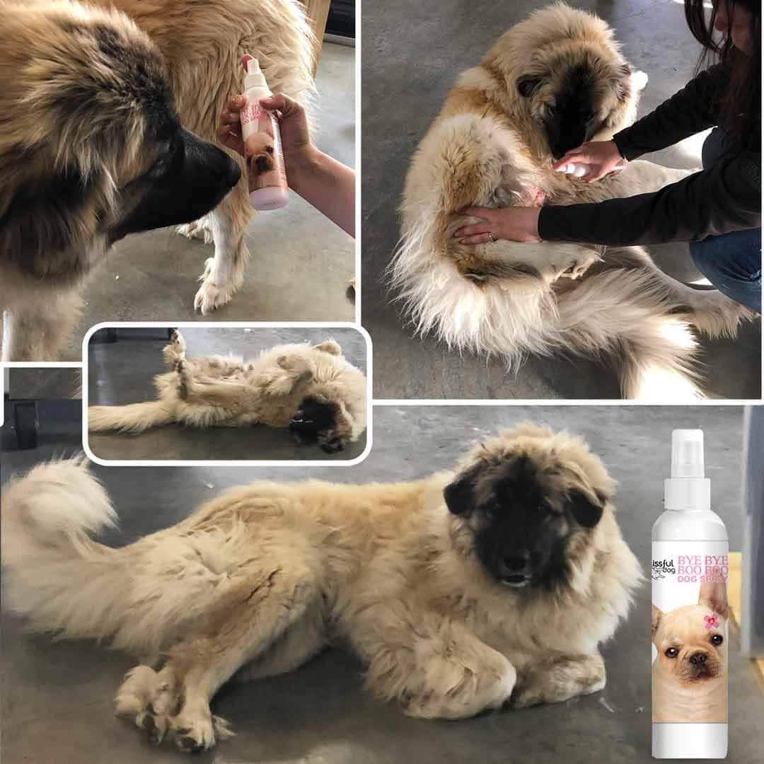 BBBB SPRAY Bye Bye Boo Boo™ Dog Spray sku-34616901006 11 $ Pet Lovers Store The Blissful Dog Stew's Incense