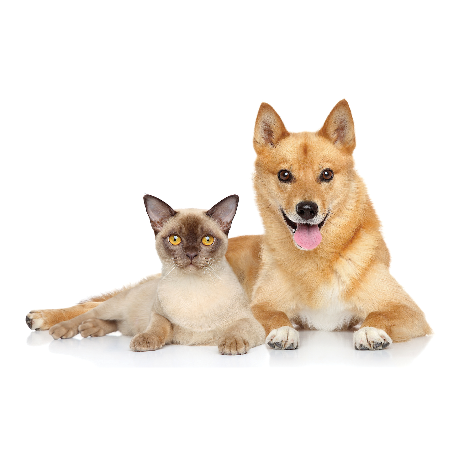 Dog Chews UBAVET Ubacalm Calming and Stress Relief Soft Dog Chews UVUS99220 18 $ Pet Lovers Store American Pet Supplies Stew's Incense