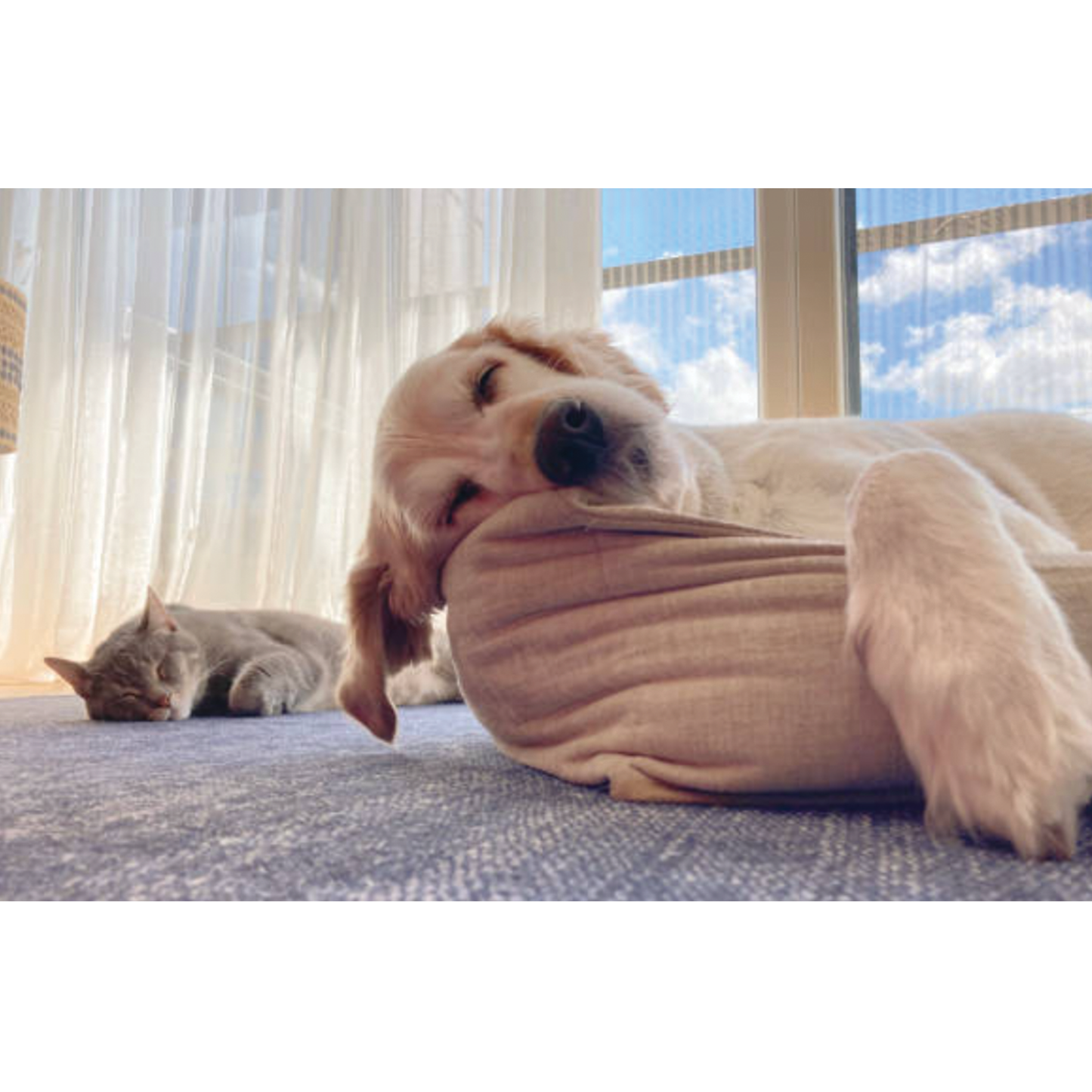 Dog Chews UBAVET Ubacalm Calming and Stress Relief Soft Dog Chews UVUS99220 18 $ Pet Lovers Store American Pet Supplies Stew's Incense