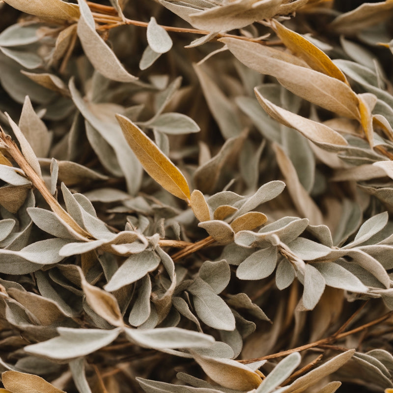 Unlocking the Power of White Sage: A Comprehensive Guide