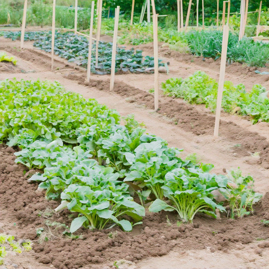 The Comprehensive Guide to Organic Gardening: Benefits, Techniques, and Tips