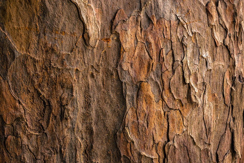 Discover the Earthy Aromas of Sandalwood Incense