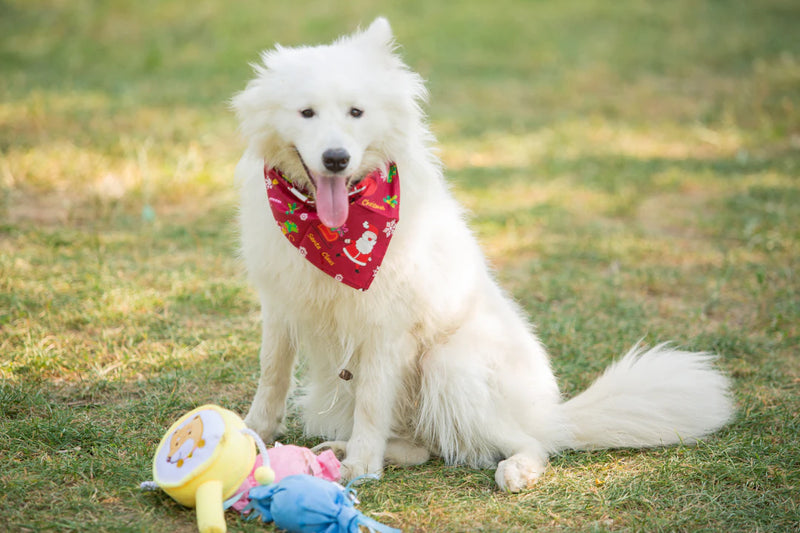 Whimsical Dog Bandanas Fun Styles for Your Furry Friend