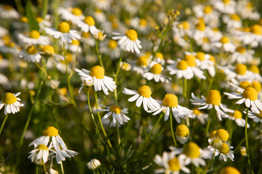 The Soothing Power of Chamomile and Its Benefits