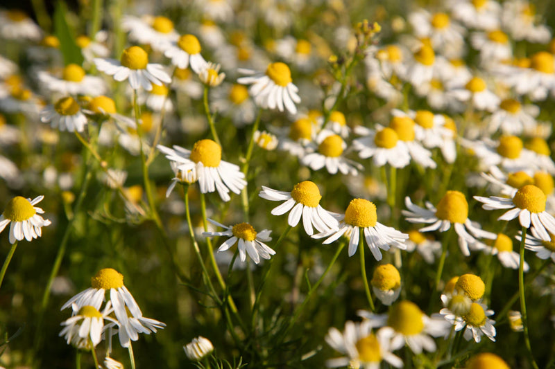 The Soothing Power of Chamomile and Its Benefits