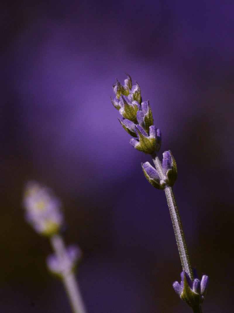 Discover the Calming Powers of Lavender Incense