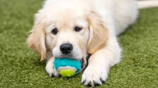 Durable and Fun Chew Toys for Your Playful Pup