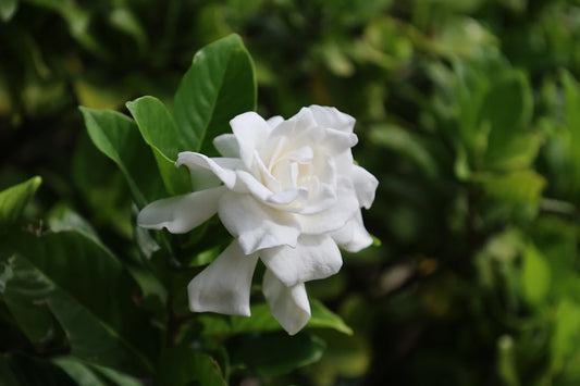 Gardenia Incense Embrace Love  Attraction Today