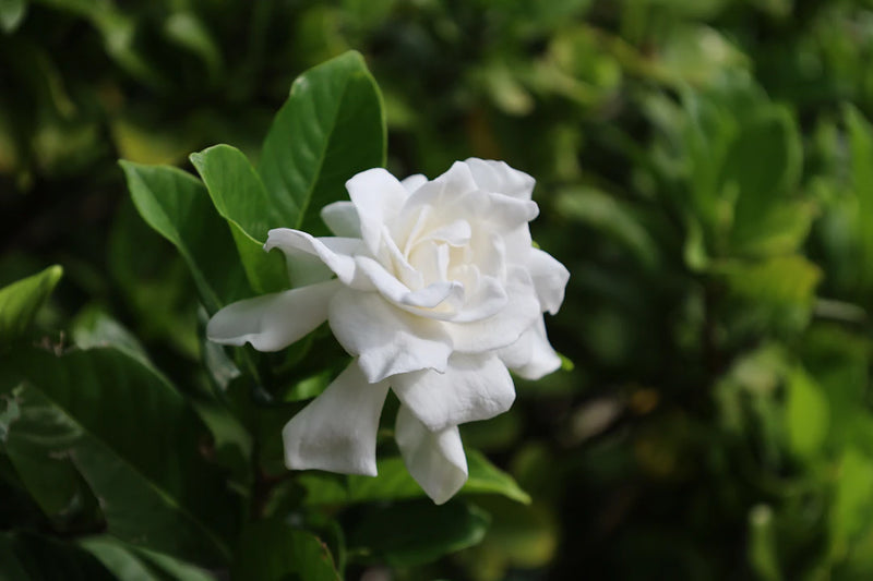 Gardenia Incense Embrace Love  Attraction Today