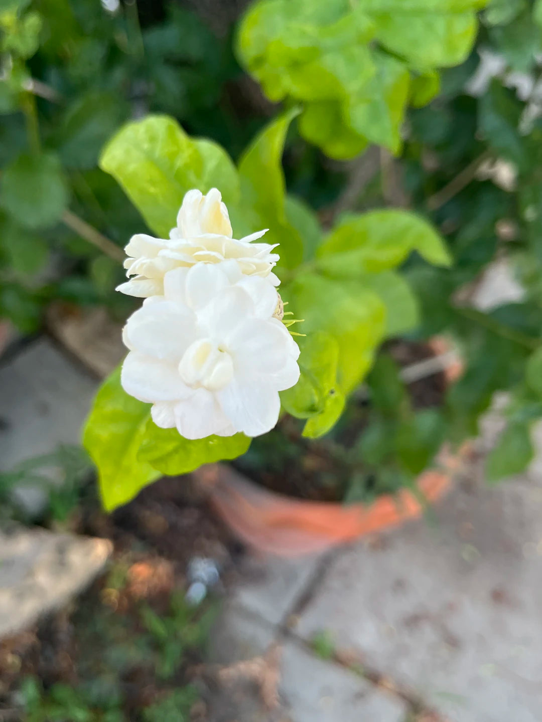 Discover Jasmine Incense Symbol of Purity  Spiritual Benefits