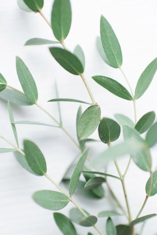 Revitalize Your Space with Eucalyptus Incense