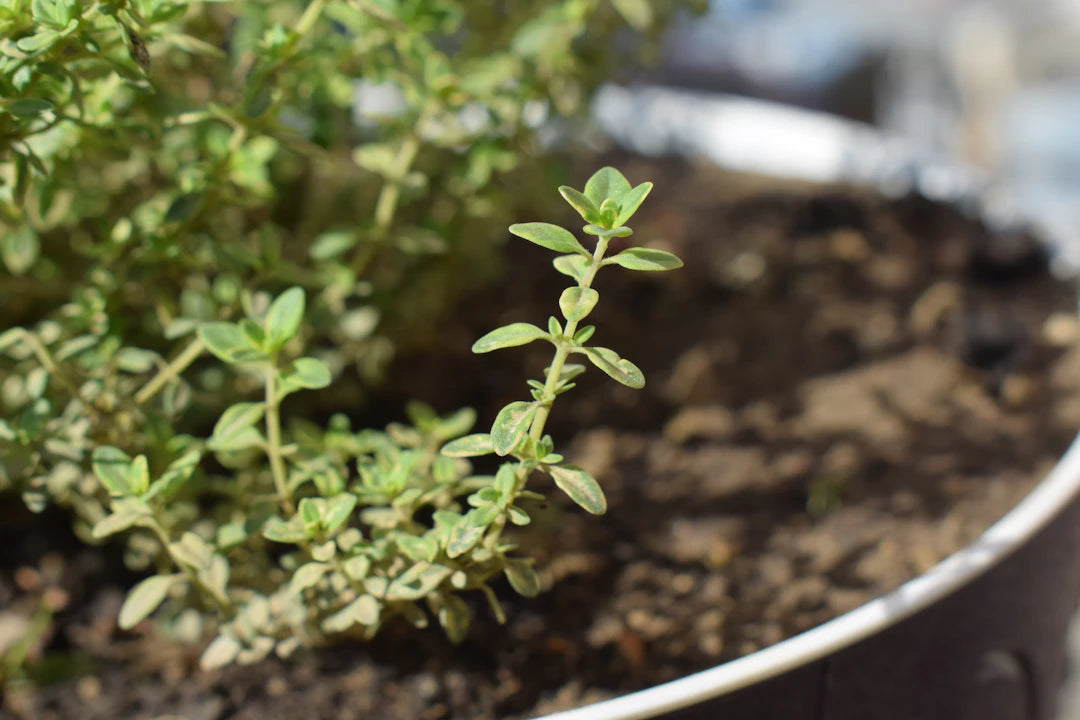 Unlocking the Aromatic Wonders of Thyme