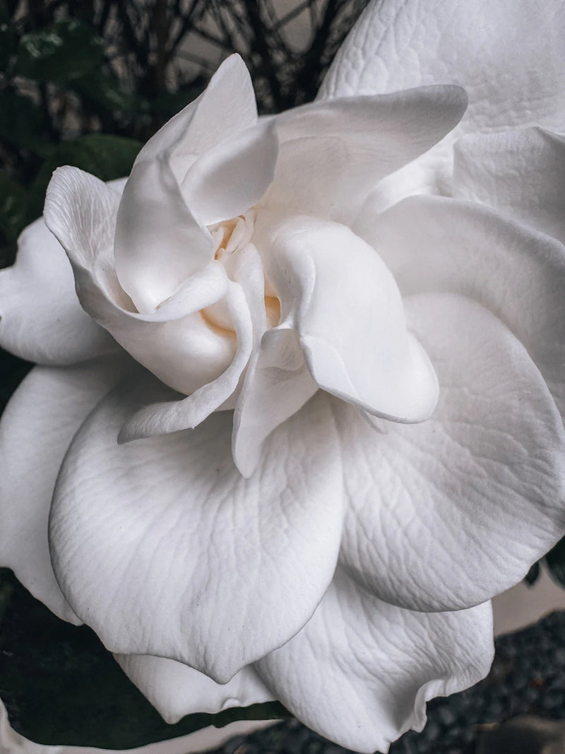 The Floral Essence of Gardenia Incense and Its Impact