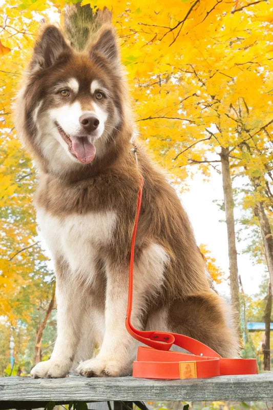 Leash Scarlet Peaks Waterproof Leash LE24SP01 39 $ Shop All Aria the Fox Stew's Incense