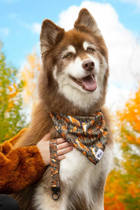 bandana Foxes in Fall Dog Bandana & Matching Keychain BK24FF01 26 $ Shop All Aria the Fox Stew's Incense