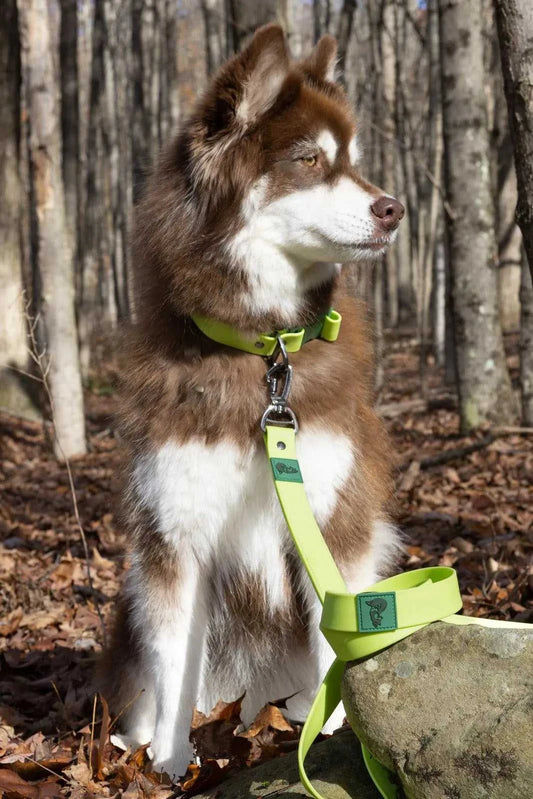Leash Mossy Pine Waterproof Leash LE24MP01 39 $ Aria the Fox Stew's Incense