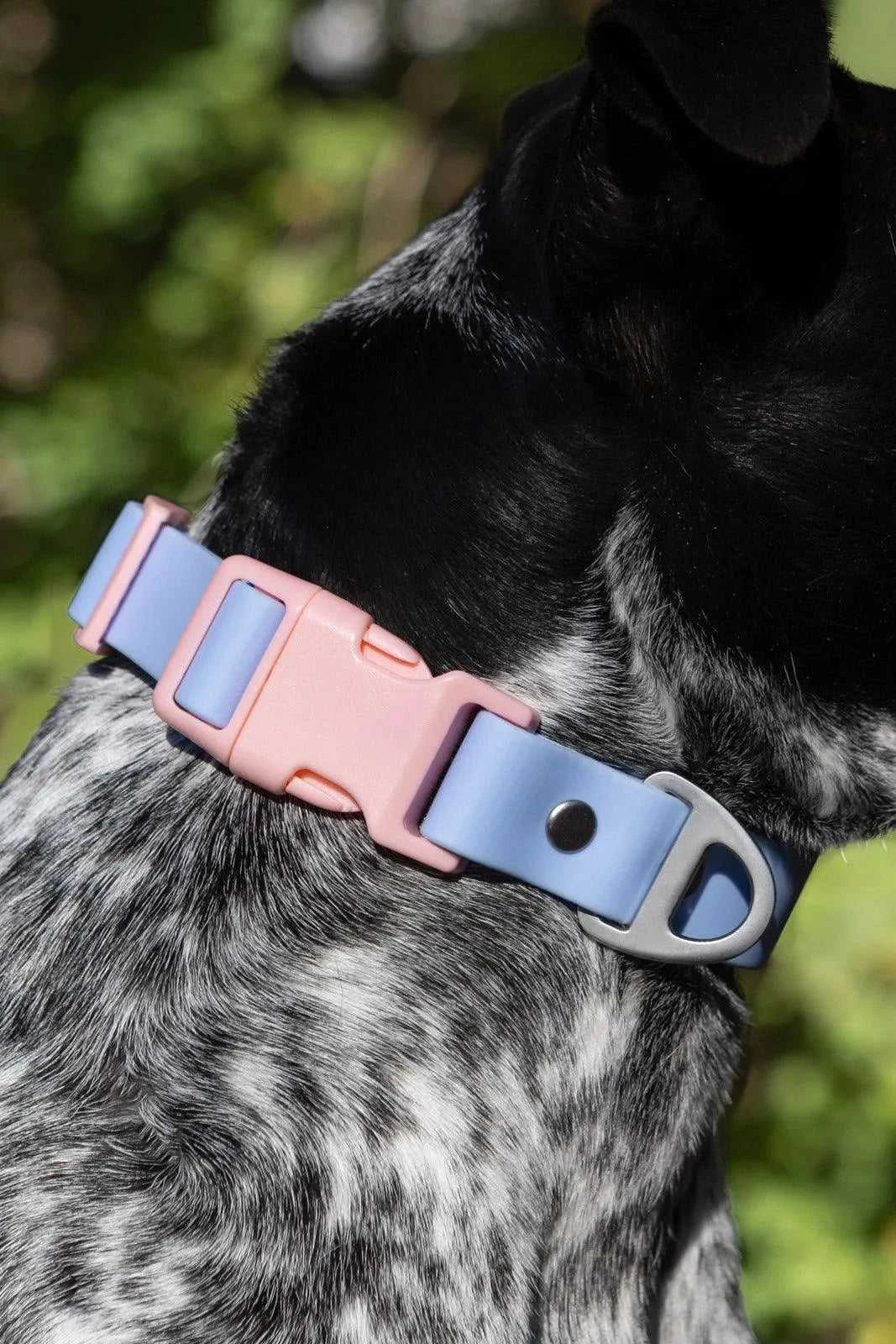 Collar Blue Sky Orchid Waterproof Dog Collar CO24BS01 29 $ Shop All Aria the Fox Stew's Incense