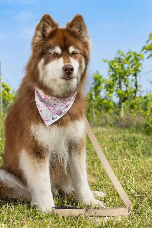 bandana Cheers to Love Dog Bandana BD24CL01 14 $ Shop All Aria the Fox Stew's Incense