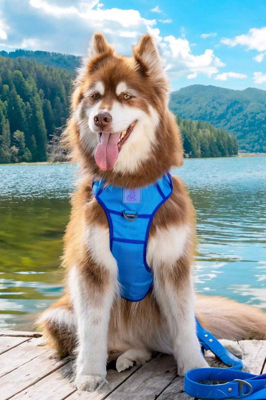 Harness Dockside Adventures Ultimate Harness HA24DA01 49 $ Shop All Aria the Fox Stew's Incense