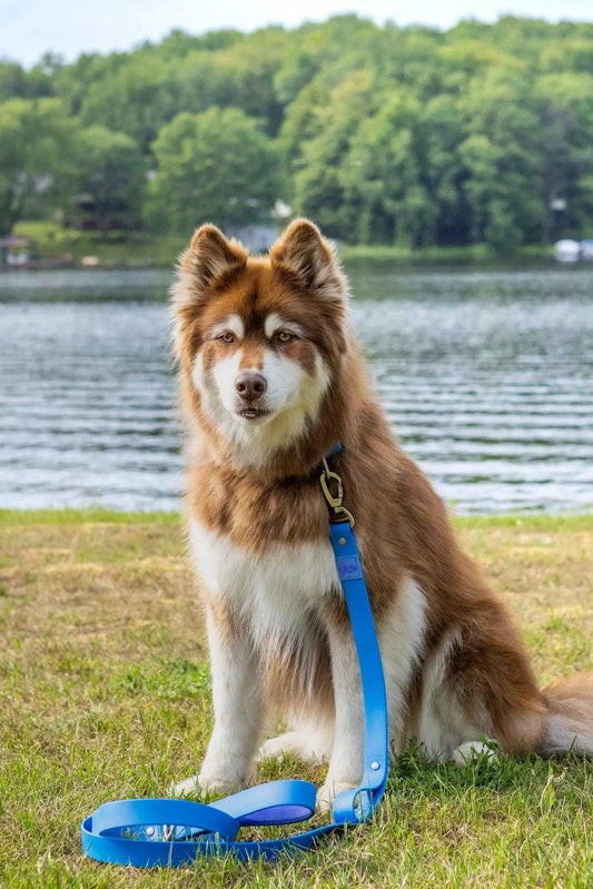 Leash Dockside Adventures Waterproof Dog Leash LE24DA01 39 $ Shop All Aria the Fox Stew's Incense