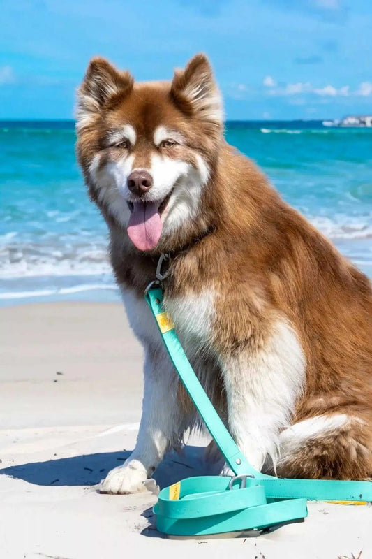 Leash Island Vibes Waterproof Dog Leash LE24IV01 39 $ Shop All Aria the Fox Stew's Incense