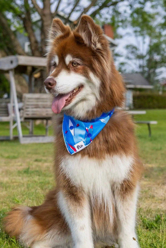 bandana K9 Kayak Dog Bandana BD24KK01 14 $ Shop All Aria the Fox Stew's Incense