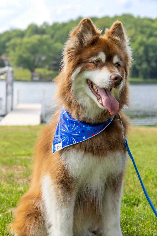 bandana Patriotic Dog Bandana BD24PD01 14 $ Shop All Aria the Fox Stew's Incense