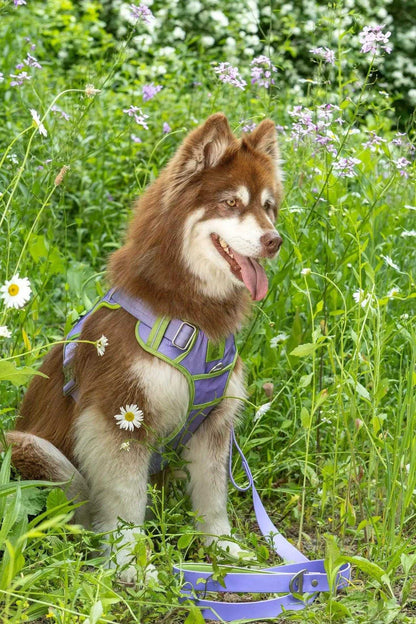 Harness Lavender Garden Ultimate Dog Harness HA24LG01 49 $ Shop All Aria the Fox Stew's Incense