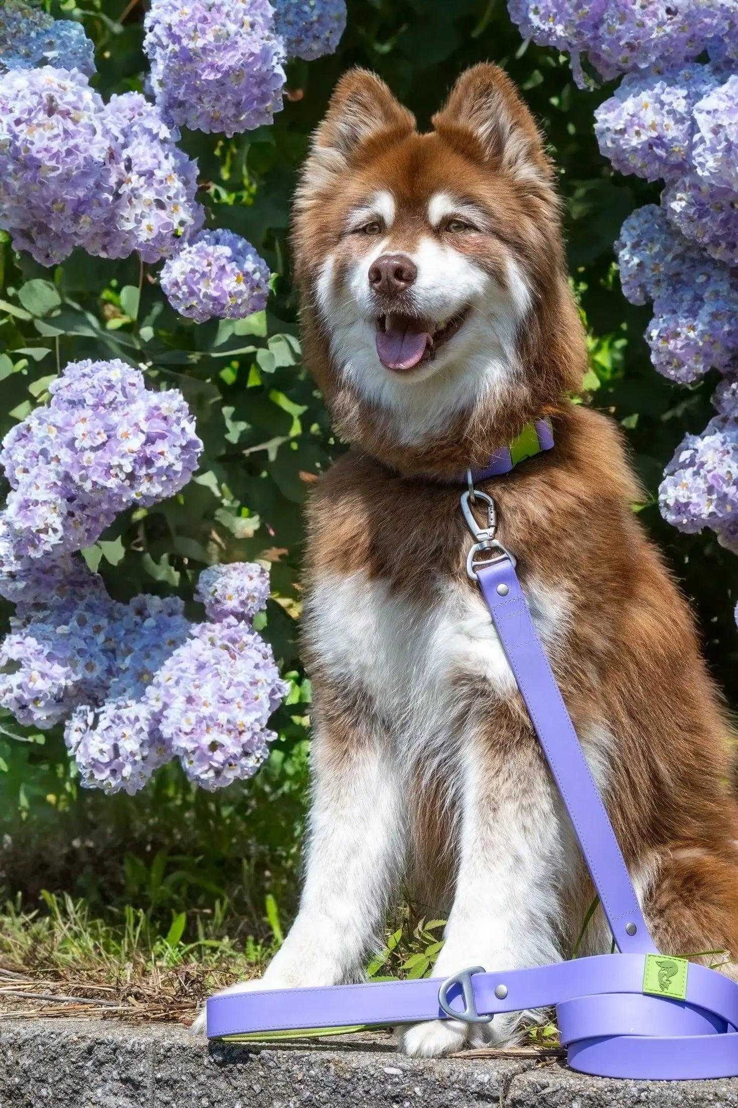 Leash Lavender Garden Waterproof Dog Leash LE24LG01 39 $ Shop All Aria the Fox Stew's Incense