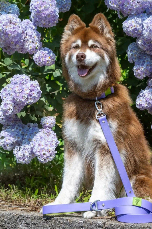 Leash Lavender Garden Waterproof Dog Leash LE24LG01 39 $ Shop All Aria the Fox Stew's Incense