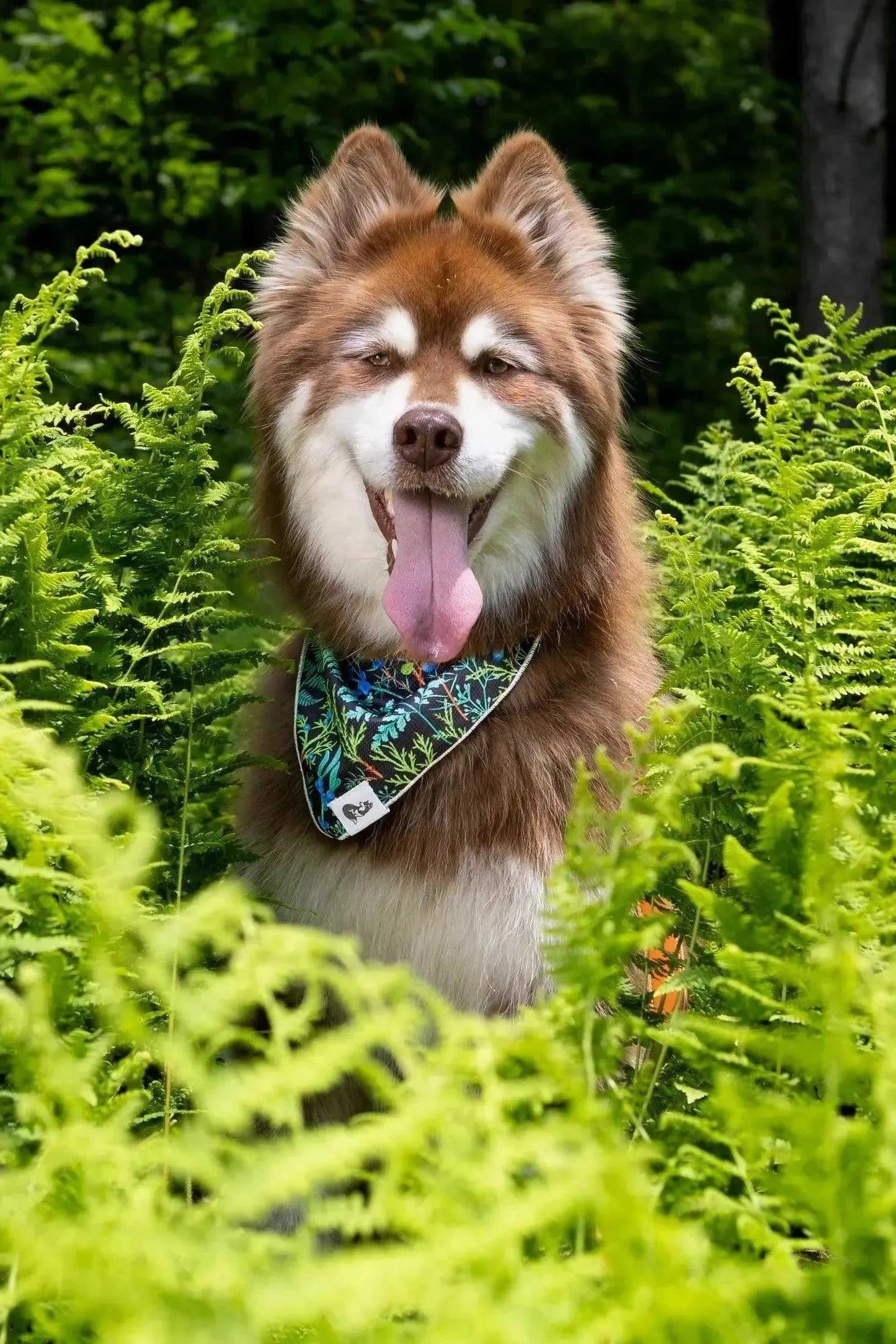 bandana Magical Fern Forest Dog Bandana & Matching Keychain BK24MF01 26 $ Shop All Aria the Fox Stew's Incense