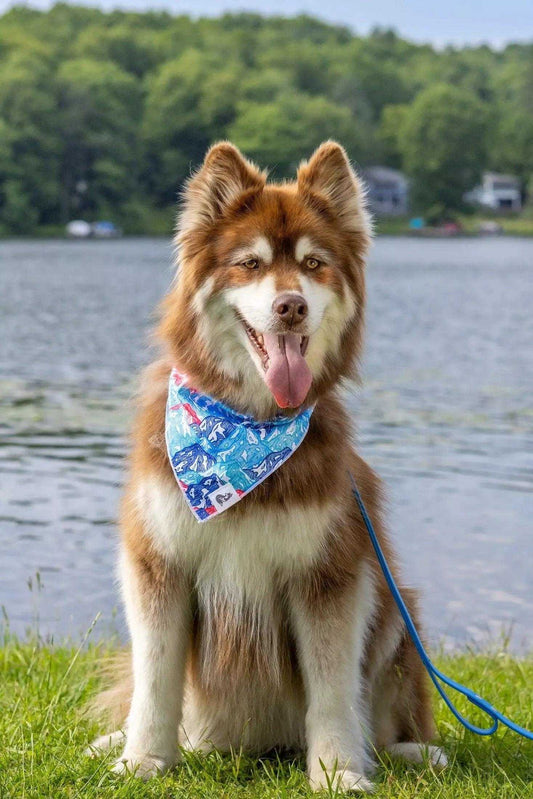 bandana Painted Peaks Dog Bandana BD24PP01 14 $ Shop All Aria the Fox Stew's Incense