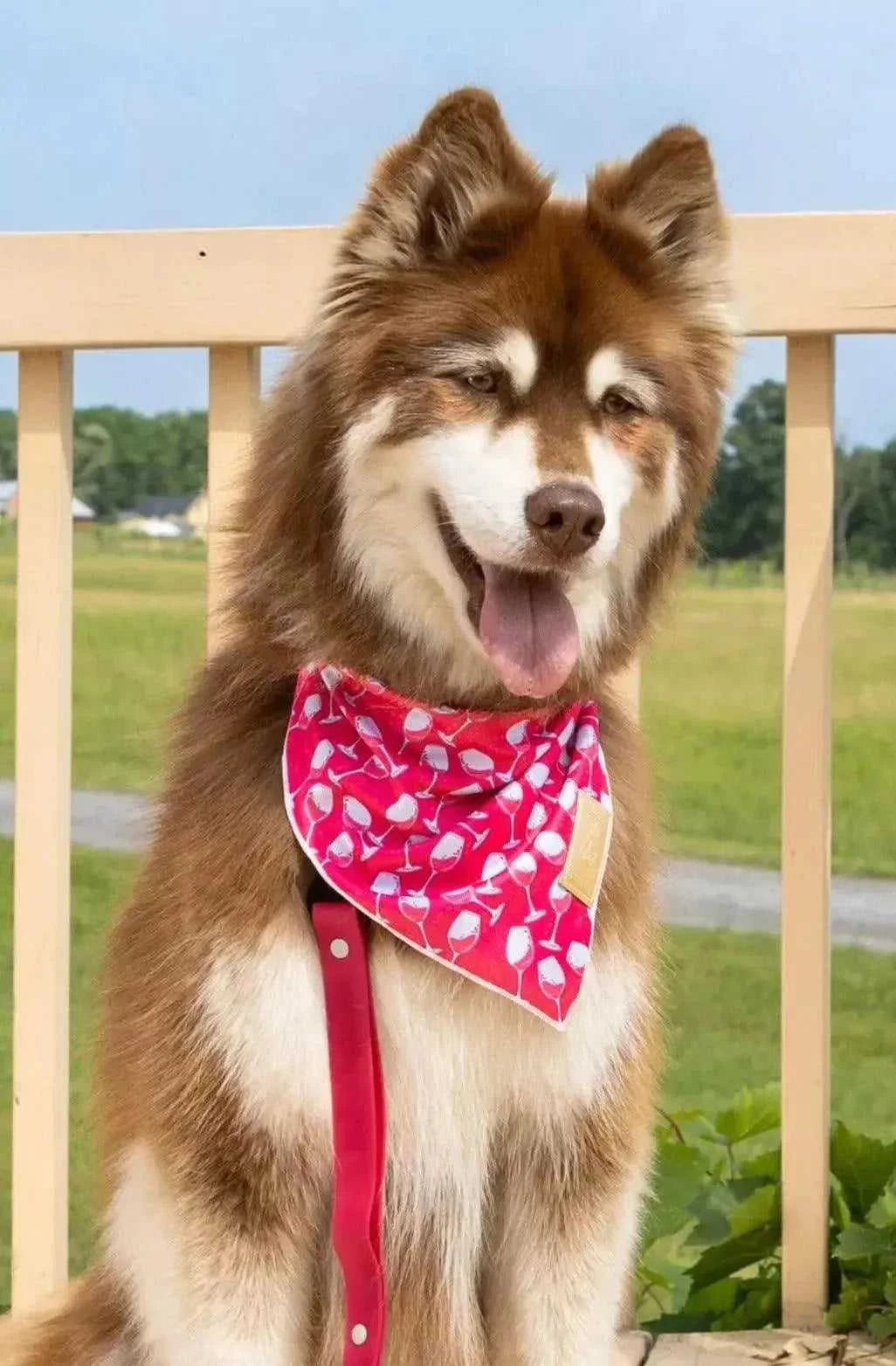 bandana Red Mountain Syrah Dog Bandana & Matching Keychain BK24RS01 26 $ Shop All Aria the Fox Stew's Incense