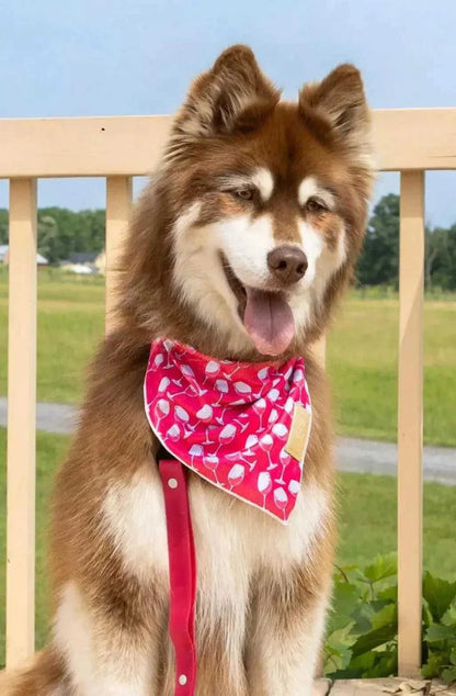 bandana Red Mountain Syrah Dog Bandana & Matching Keychain BK24RS01 26 $ Shop All Aria the Fox Stew's Incense
