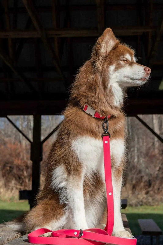 Leash Red Mountain Syrah Waterproof Dog Leash LE24RS01 39 $ Aria the Fox Stew's Incense