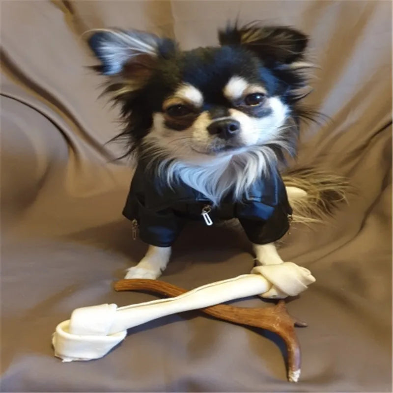 Glorious Eagle Outerwear Fashion C(XXS-XXL)