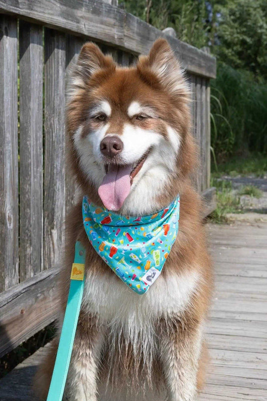 bandana Seaside Sips Dog Bandana BD24SE01 14 $ Shop All Aria the Fox Stew's Incense